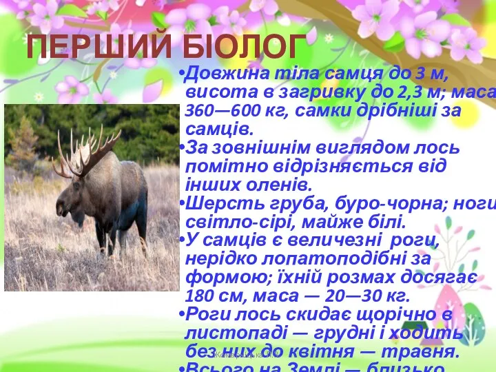 Довжина тіла самця до 3 м, висота в загривку до