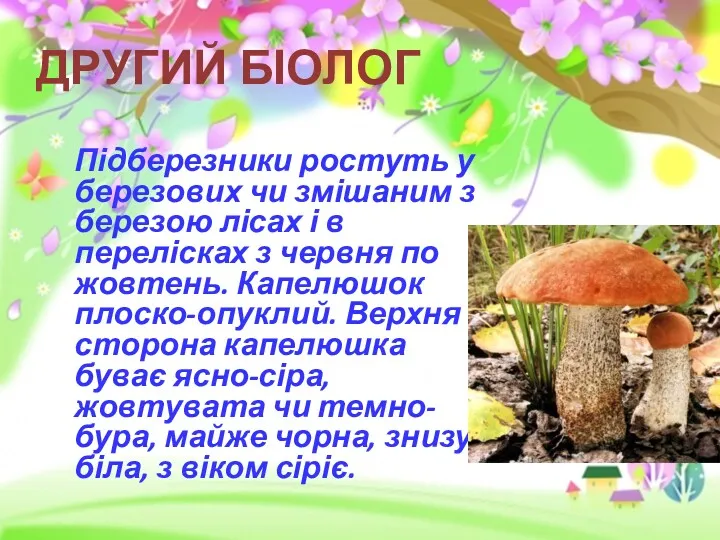 Підберезники ростуть у березових чи змішаним з березою лісах і