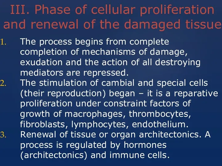 III. Phase of cellular proliferation and renewal of the damaged