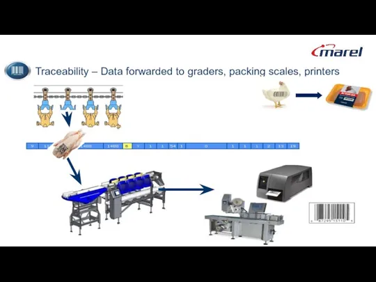 Traceability – Data forwarded to graders, packing scales, printers