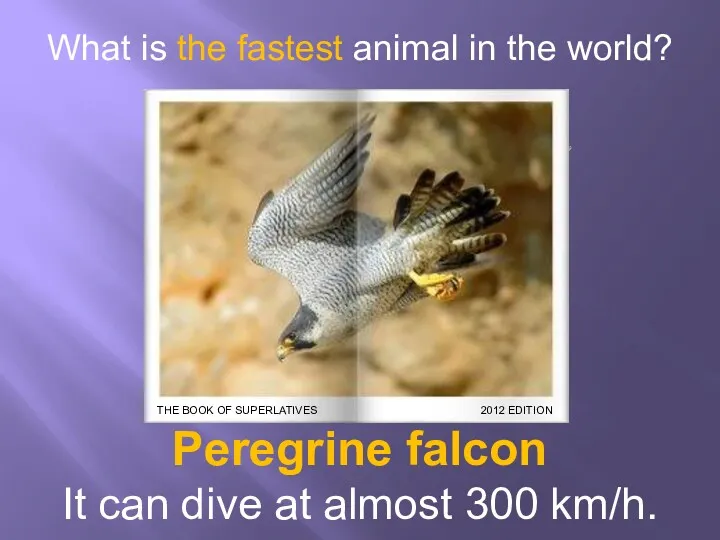 What is the fastest animal in the world? Peregrine falcon