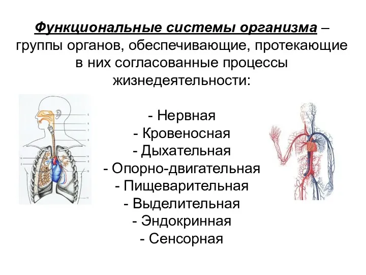 Функциональные системы организма – группы органов, обеспечивающие, протекающие в них