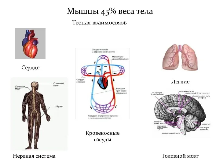 Мышцы 45% веса тела Тесная взаимосвязь Сердце Кровеносные сосуды Нервная система Легкие Головной мозг