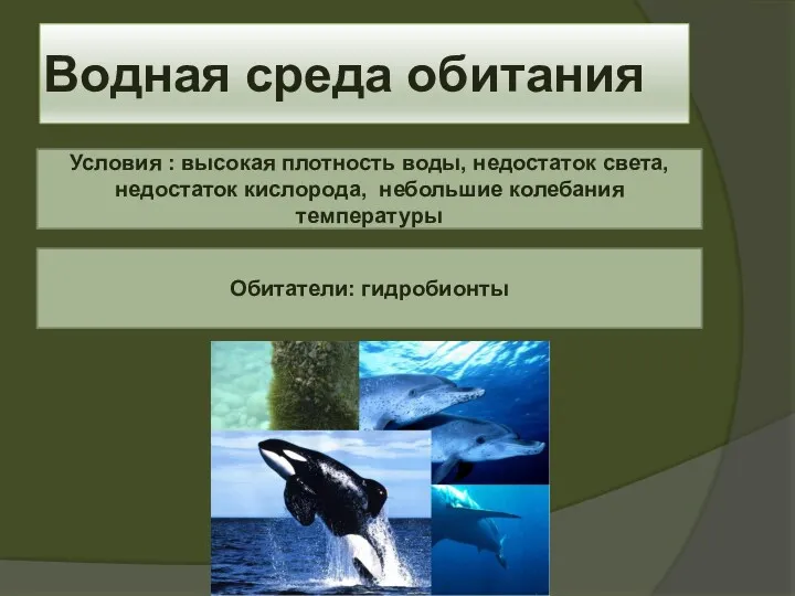 Водная среда обитания Условия : высокая плотность воды, недостаток света,