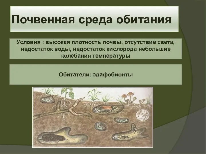 Почвенная среда обитания Условия : высокая плотность почвы, отсутствие света,