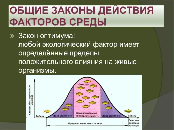 ОБЩИЕ ЗАКОНЫ ДЕЙСТВИЯ ФАКТОРОВ СРЕДЫ Закон оптимума: любой экологический фактор