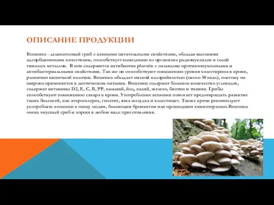 ОПИСАНИЕ ПРОДУКЦИИ Вешенка - деликатесный гриб с ценными питательными свойствами,