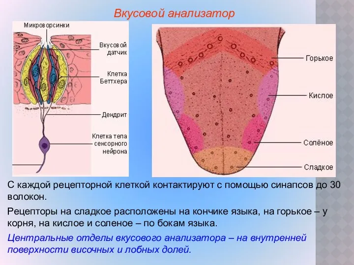 Вкусовой анализатор С каждой рецепторной клеткой контактируют с помощью синапсов