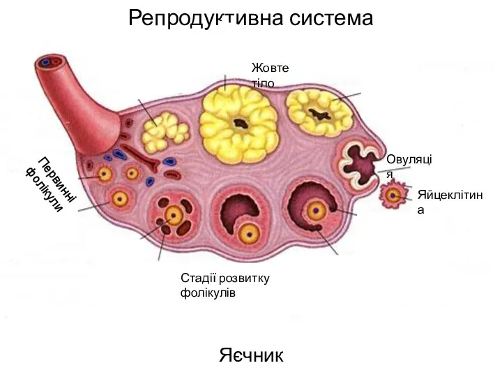 Репродуктивна система Яєчник Залозисті часточки Молочні протоки Жирова тканина Первинні фолікули Стадії розвитку