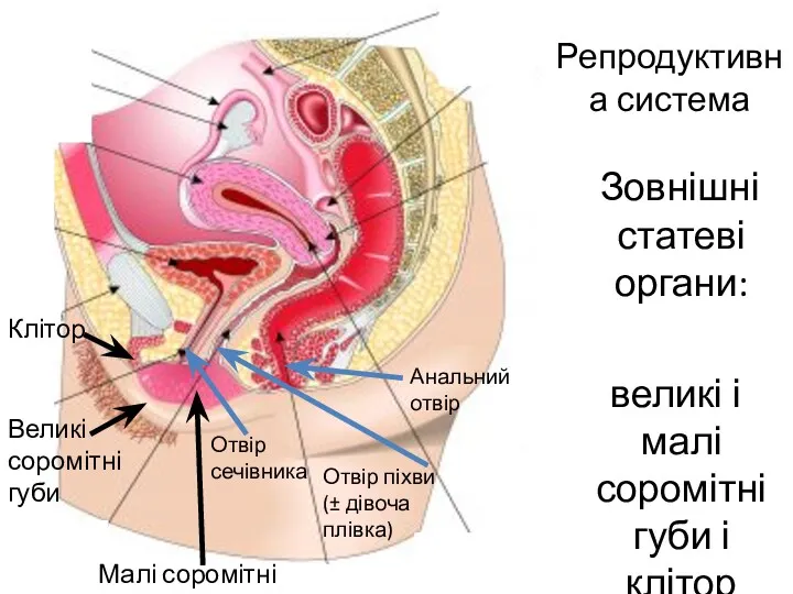Репродуктивна система Зовнішні статеві органи: великі і малі соромітні губи і клітор Великі