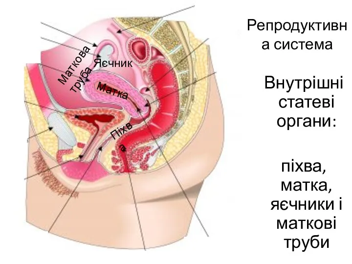 Репродуктивна система Внутрішні статеві органи: піхва, матка, яєчники і маткові труби Піхва Матка Маткова труба Яєчник