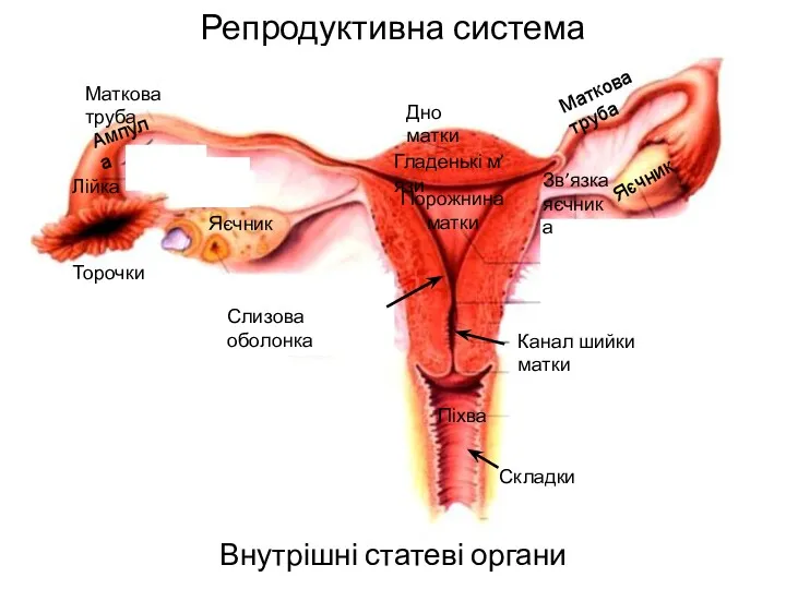 Репродуктивна система Внутрішні статеві органи Яєчник Зв’язка яєчника Порожнина матки Піхва Канал шийки