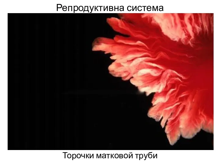 Репродуктивна система Торочки матковой труби Яєчник Зв’язка яєчника Порожнина матки Піхва Канал шийки