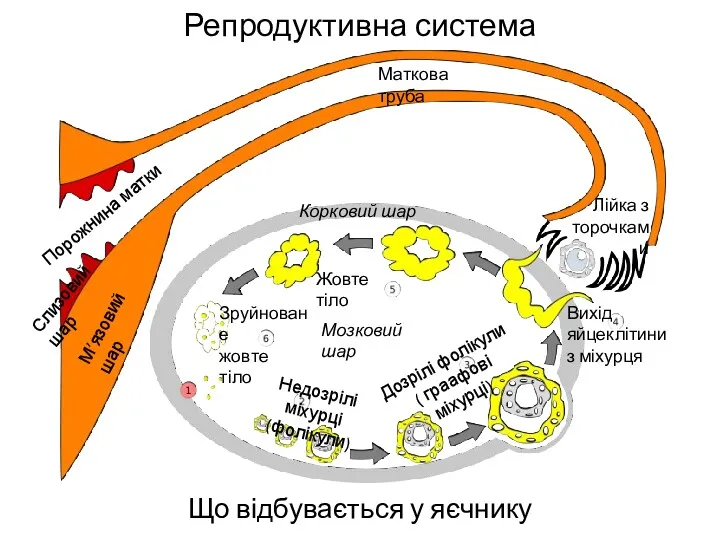 Репродуктивна система Що відбувається у яєчнику Недозрілі міхурці (фолікули) Дозрілі фолікули ( граафові