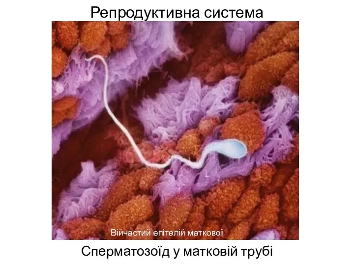 Репродуктивна система Сперматозоїд у матковій трубі Війчастий епітелій маткової труби