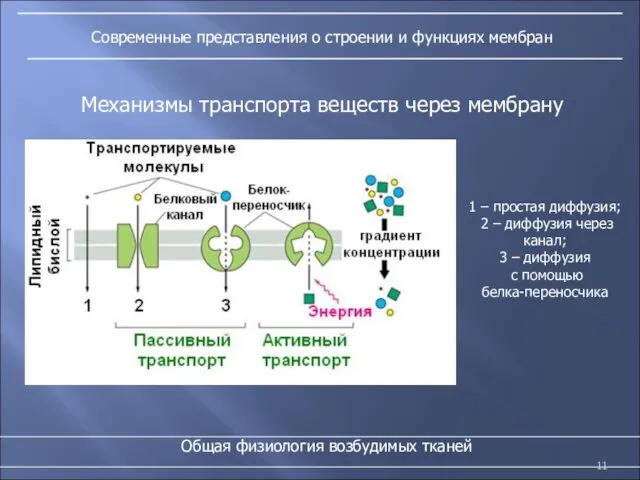 Современные представления о строении и функциях мембран Общая физиология возбудимых