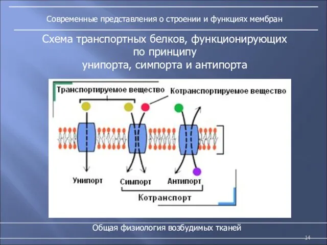 Современные представления о строении и функциях мембран Общая физиология возбудимых тканей Схема транспортных