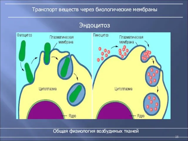 Транспорт веществ через биологические мембраны Общая физиология возбудимых тканей Эндоцитоз