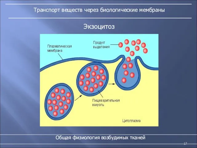 Транспорт веществ через биологические мембраны Общая физиология возбудимых тканей Экзоцитоз