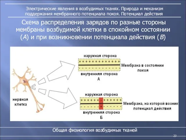 Электрические явления в возбудимых тканях. Природа и механизм поддержания мембранного