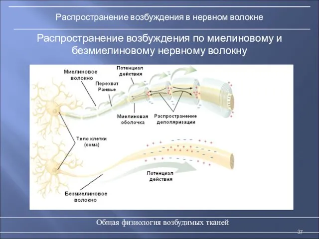 Общая физиология возбудимых тканей Распространение возбуждения по миелиновому и безмиелиновому нервному волокну Распространение