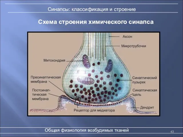Схема строения химического синапса Общая физиология возбудимых тканей Синапсы: классификация и строение