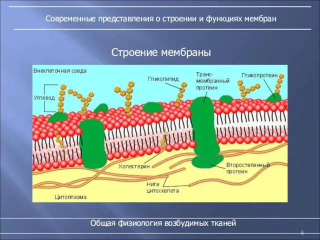 Современные представления о строении и функциях мембран Общая физиология возбудимых тканей Строение мембраны