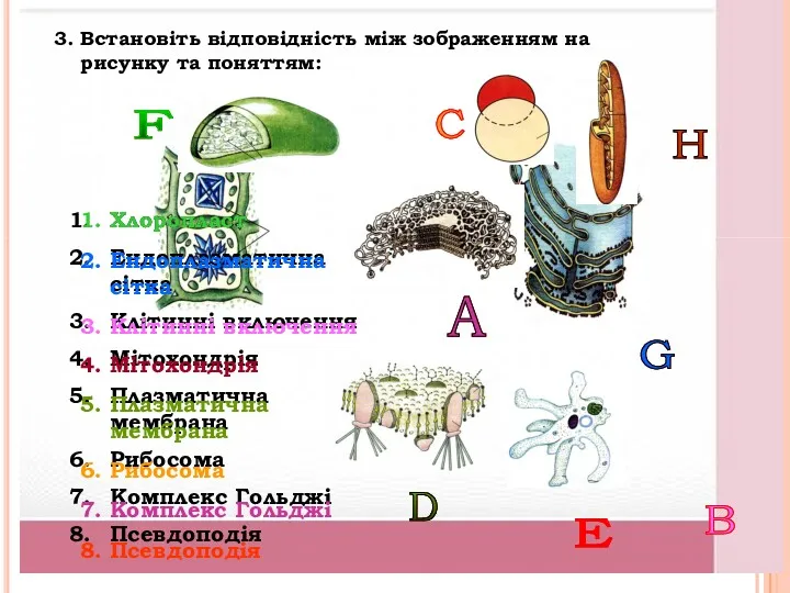 3. Встановіть відповідність між зображенням на рисунку та поняттям: Хлоропласт