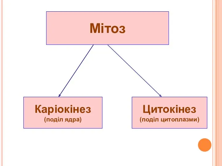 Мітоз Каріокінез (поділ ядра) Цитокінез (поділ цитоплазми)