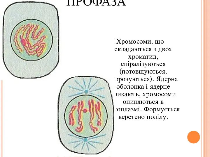 ПРОФАЗА Хромосоми, що складаються з двох хроматид, спіралізуються (потовщуються, вкорочуються).