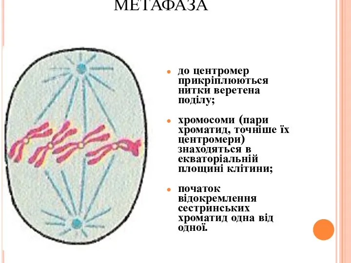 МЕТАФАЗА до центромер прикріплюються нитки веретена поділу; хромосоми (пари хроматид,