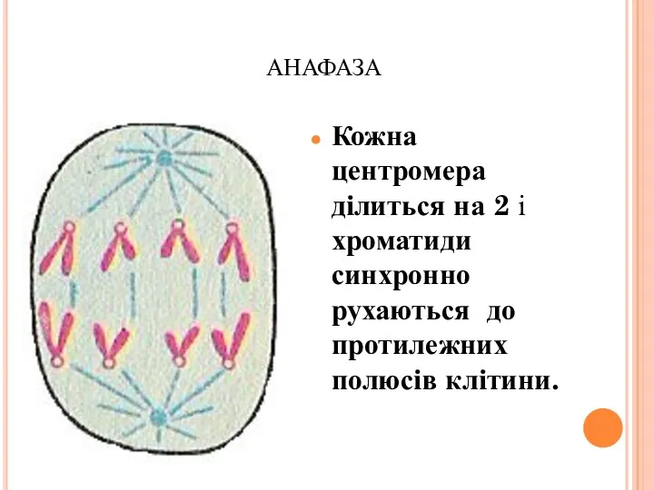 АНАФАЗА Кожна центромера ділиться на 2 і хроматиди синхронно рухаються до протилежних полюсів клітини.