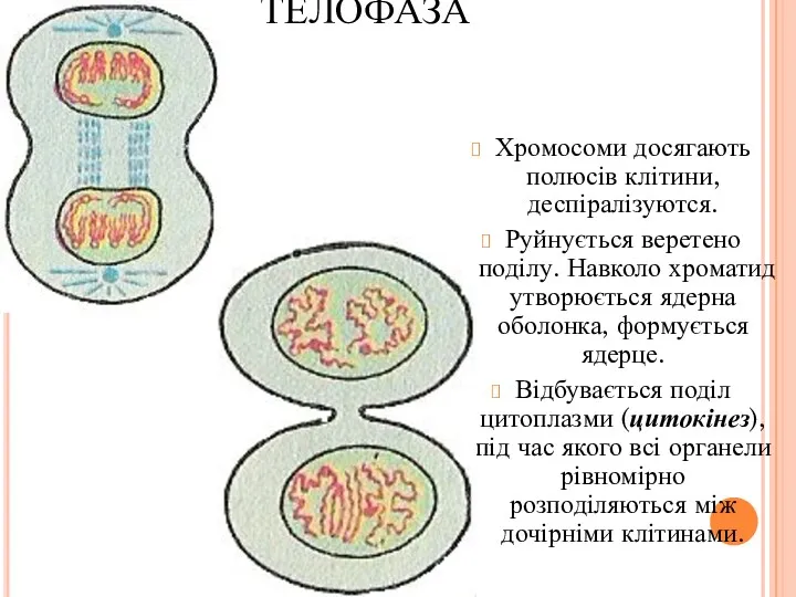 ТЕЛОФАЗА Хромосоми досягають полюсів клітини, деспіралізуются. Руйнується веретено поділу. Навколо