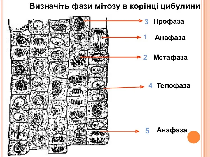 1 Анафаза 2 Метафаза 3 Профаза 4 Телофаза 5 Анафаза Визначіть фази мітозу в корінці цибулини