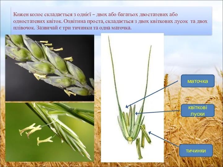 Кожен колос складається з однієї – двох або багатьох двостатевих