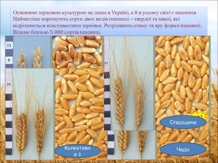 Основною зерновою культурою не лише в Україні, а й в