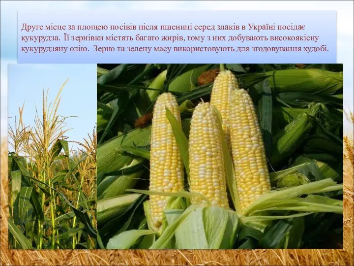 Друге місце за площею посівів після пшениці серед злаків в