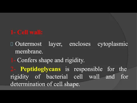 1- Cell wall: Outermost layer, encloses cytoplasmic membrane. 1- Confers