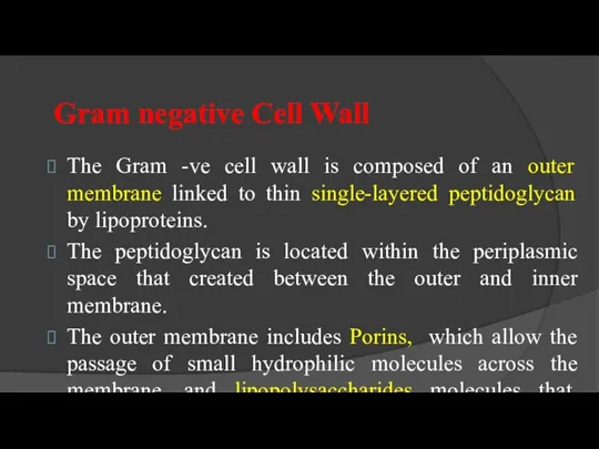 Gram negative Cell Wall The Gram -ve cell wall is