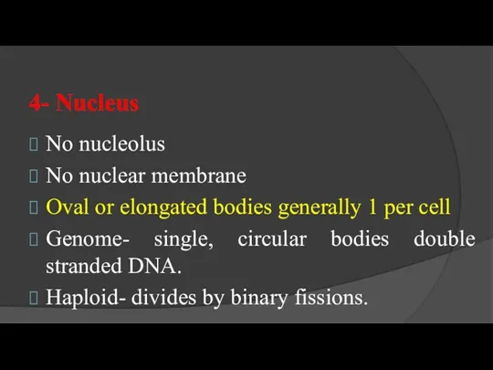 4- Nucleus No nucleolus No nuclear membrane Oval or elongated