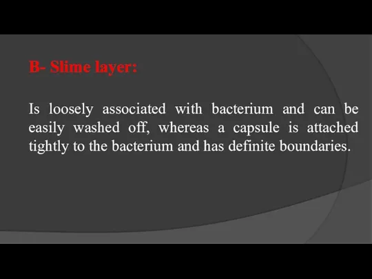 B- Slime layer: Is loosely associated with bacterium and can