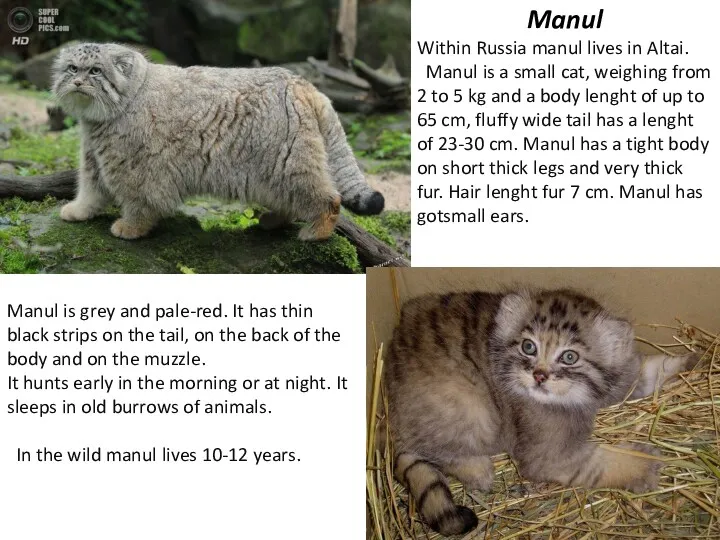 Manul is grey and pale-red. It has thin black strips