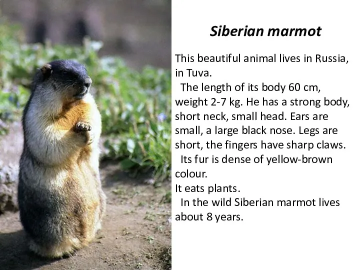 Siberian marmot This beautiful animal lives in Russia, in Tuva.