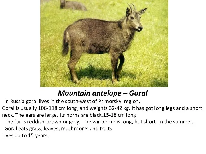 Mountain antelope – Goral In Russia goral lives in the