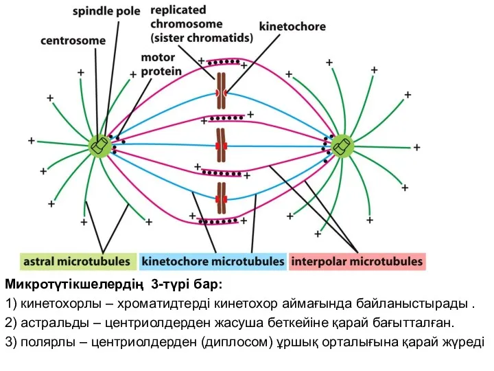 Микротүтікшелердің 3-түрі бар: 1) кинетохорлы – хроматидтерді кинетохор аймағында байланыстырады