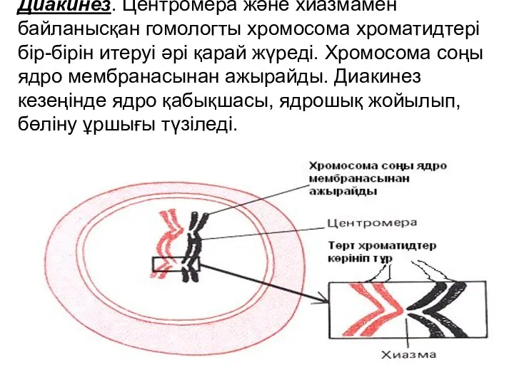 Диакинез. Центромера және хиазмамен байланысқан гомологты хромосома хроматидтері бір-бірін итеруі