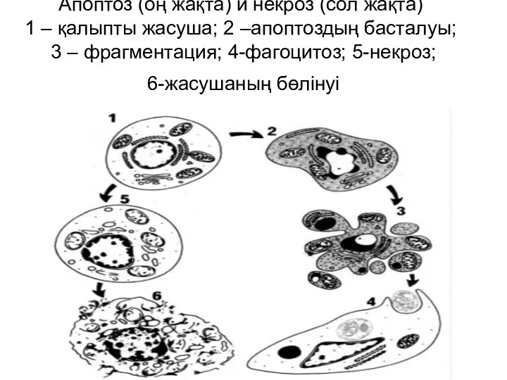 Апоптоз (оң жақта) и некроз (сол жақта) 1 – қалыпты