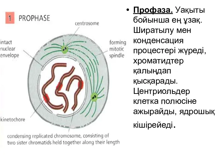 Профаза. Уақыты бойынша ең ұзақ. Ширатылу мен конденсация процестері жүреді,