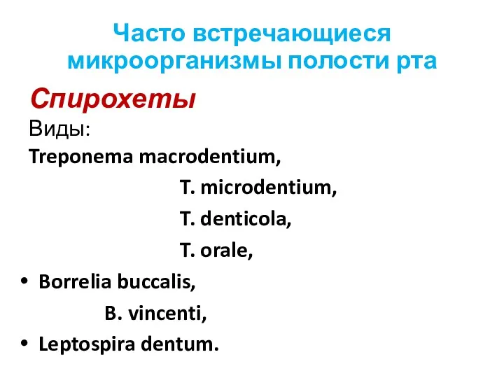 Часто встречающиеся микроорганизмы полости рта Спирохеты Виды: Treponema macrodentium, T. microdentium, T. denticola,