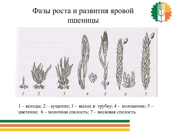 Фазы роста и развития яровой пшеницы 1 – всходы; 2